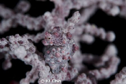 Amazing Camouflage, 85mm + twin strobe, no crop by Kf Chin 